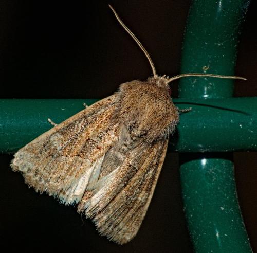 Réf. 330 426 : Luperina dumerilii